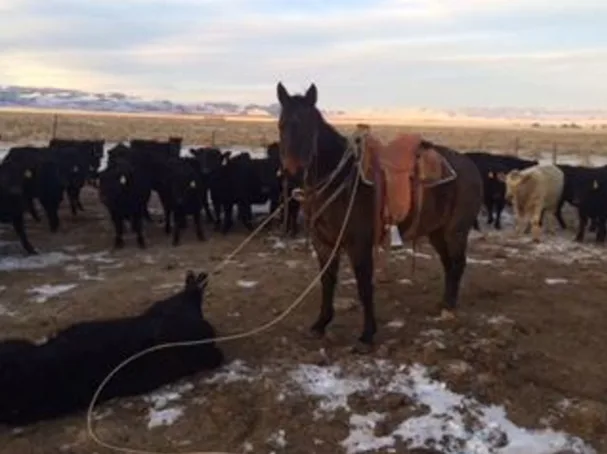 The finished tie-off, with the cow's hind feet off the ground